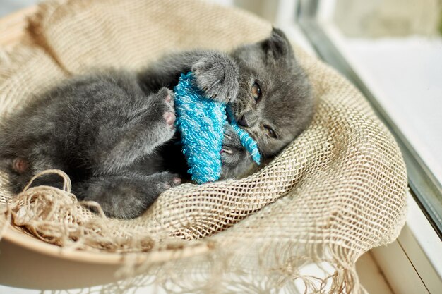 Nettes britisches graues Kätzchen, das zu Hause mit blauer Spielzeugmaus spielt, lustige Katze