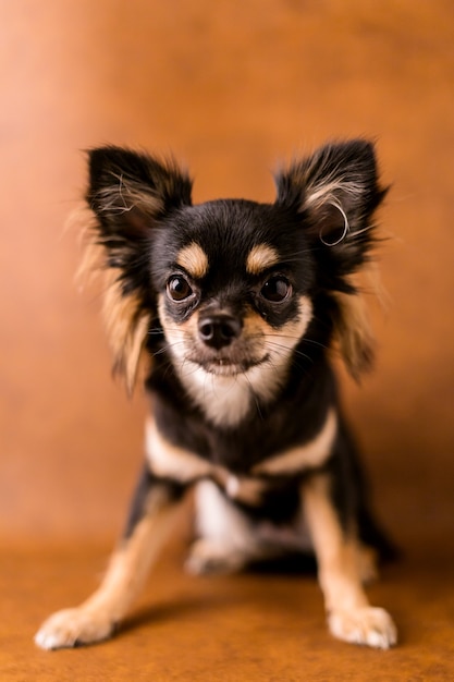 Foto nettes chihuahuahundtrieb auf weißem ledernem hintergrund