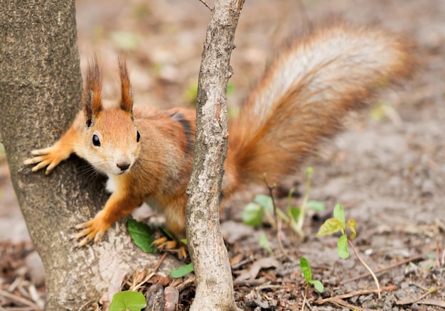 Nettes Eichhörnchen nahe dem Baum