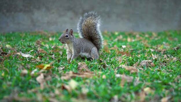 Nettes Eichhörnchen sammelt Nüsse auf abgefallenen Blättern des grünen Grases im Herbst