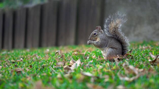 Nettes Eichhörnchen sammelt Nüsse auf abgefallenen Blättern des grünen Grases im Herbst