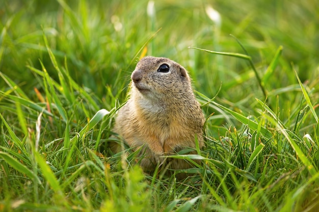 Foto nettes europäisches grundeichhörnchen, das in die kamera auf grünem gras im frühjahr schaut.