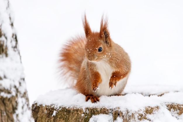 Nettes flauschiges Eichhörnchen auf einem weißen Schnee im Winterwald