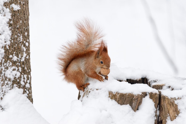 Nettes flauschiges Eichhörnchen, das Nüsse auf einem weißen Schnee im Winterwald isst