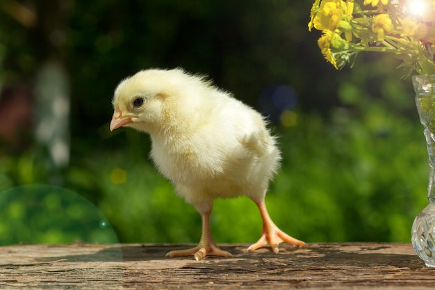 Nettes gelbes Küken nahe einem Blumenstrauß