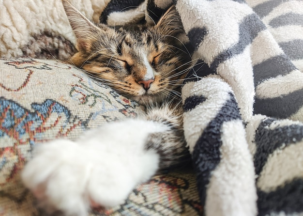 Nettes gestreiftes Kätzchen, das bedeckt mit Decke auf Bett im Schlaf liegt