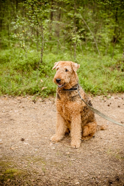 Nettes glückliches Porträt Airedales Terrier im Sommerwald.