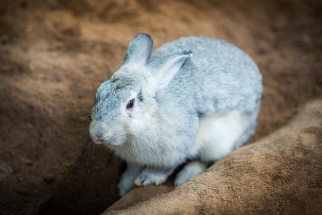 Nettes graues Kaninchen auf dem Boden