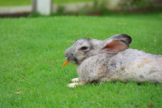 Nettes graues Kaninchen, das Karotte auf grünem Gras liegt und isst.