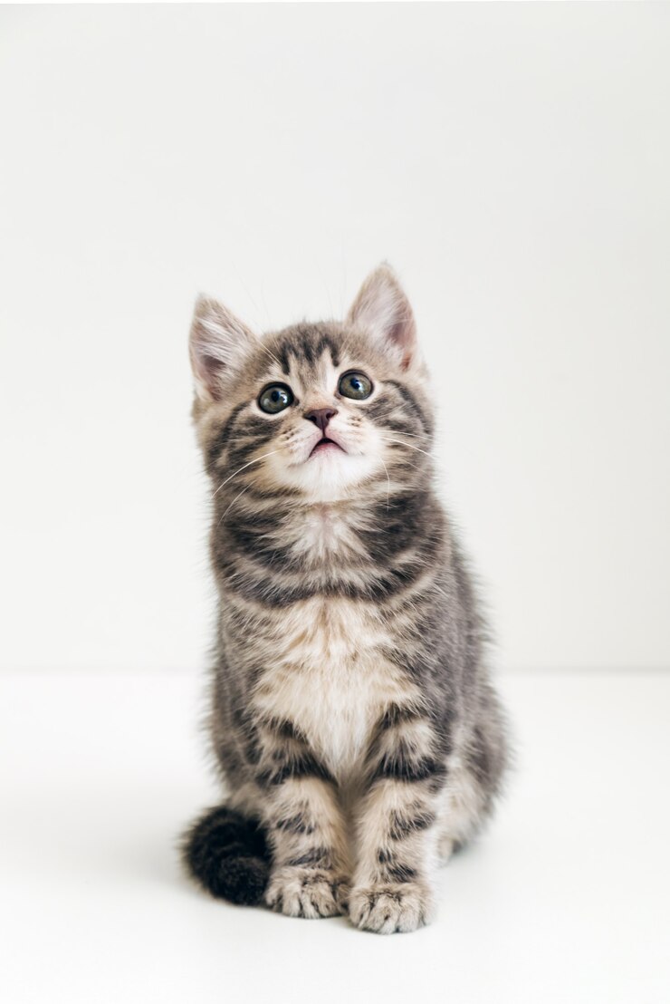 Nettes graues Katzenkindertier mit interessiertem, fragendem Gesichtsausdruck schaut auf Kopienraum auf. Kleines Kätzchen der getigerten Katze auf weißem Hintergrund. Vertikales Format.