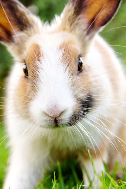 Foto nettes häschen auf dem gras