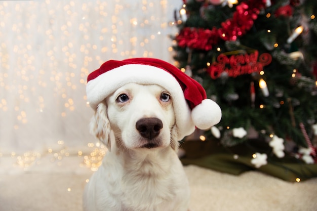 Nettes Hündchen, das Weihnachten mit einem roten Weihnachtsmannhut feiert.