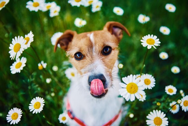 Nettes Hundeporträt auf Sommerwiese mit grünem Gras