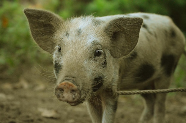 Nettes junges asiatisches Schwein