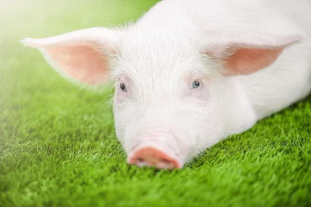 Nettes junges Schwein liegt auf dem grünen Gras