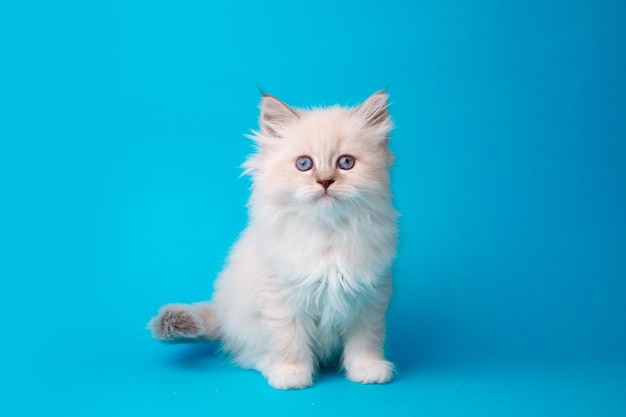 Nettes Kätzchen auf einem blauen Hintergrund Studioaufnahmen