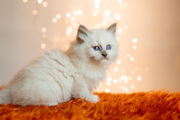 Nettes Kätzchen, das auf dem Hintergrund einer Weihnachtsgirlande des neuen Jahres sitzt