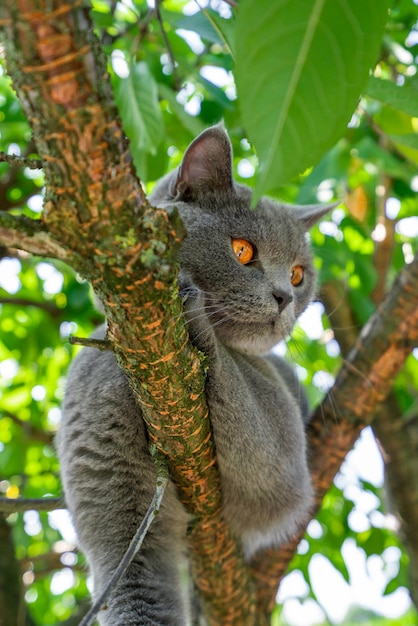 Nettes Kätzchen, das auf einen Baum geht Katze, die auf einem Baum im Wald sitzt