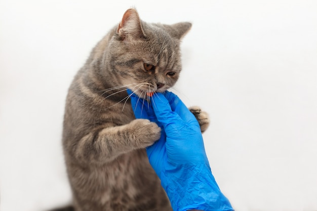 Nettes Kätzchen, das eine Pille von der Tierarzthand in den blauen Handschuhen über hellem Hintergrund erhält