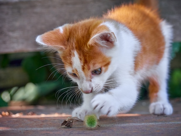 Nettes Kätzchen, das im Garten spielt