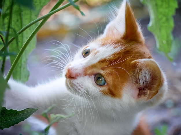 Nettes Kätzchen, das im Garten spielt