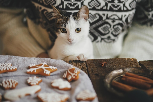 Foto nettes kätzchen, das mit frau sitzt und weihnachtslebkuchenplätzchen auf rustikalem tisch macht stimmungsvolles bild