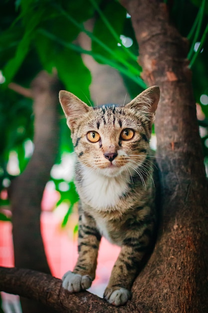 Nettes Kätzchen der getigerten Katze, das auf Baum sich entspannt.