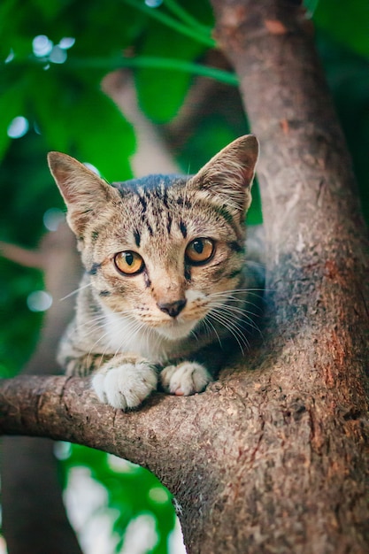 Nettes Kätzchen der getigerten Katze, das auf Baum sich entspannt.