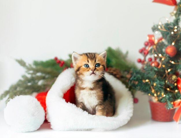 Nettes Kätzchen in einem Weihnachtsmann-Hut auf dem Hintergrund eines Weihnachtsbaums