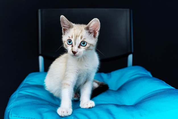 Nettes Kätzchen mit blauen Augen auf blauem Kissen