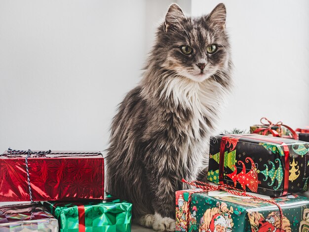 Nettes Kätzchen mit Geschenkboxen