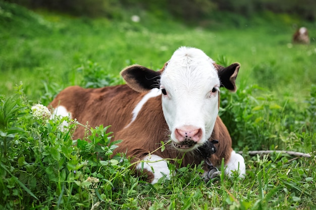 Nettes Kalb, das im grünen Gras der Wiese liegt.