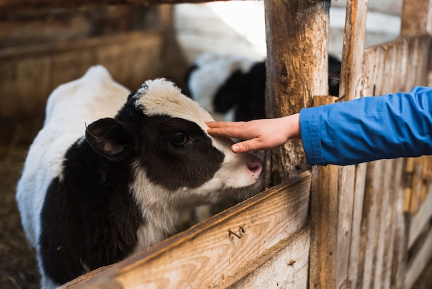 Nettes Kalb untersucht den Gegenstand. Eine Kuh steht auf einer Ranch neben Heu