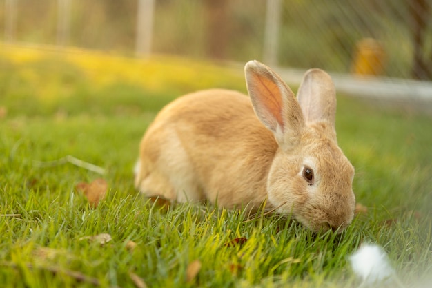 Nettes Kaninchen auf grünem Grasfeld