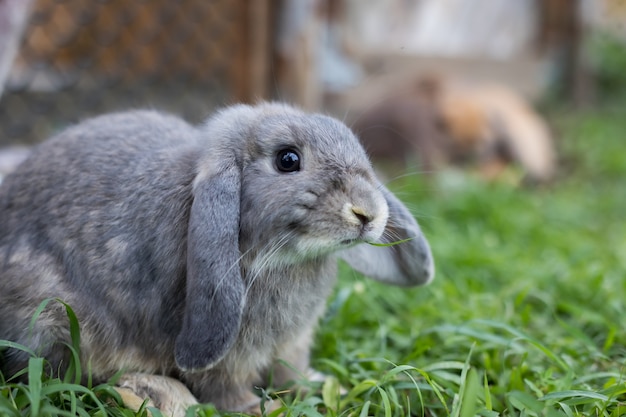 Nettes Kaninchen, das im grünen Gras der Wiese spielt. Freundschaft mit Osterhasen. Glückliches Kaninchen.