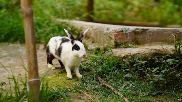 Nettes Kaninchen im Gras