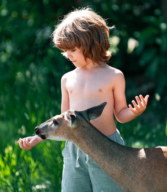 Nettes Kind, das einen fawn hübschen Jungen mit einem anmutigen Tier im Park oder in der Waldkinderanpassung füttert