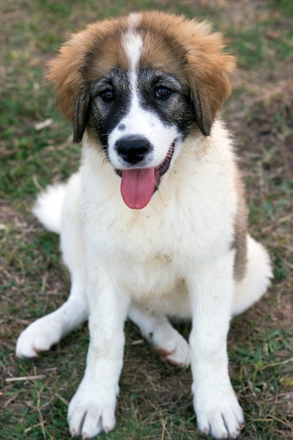 Nettes kleines Hündchen Kleiner Hund sitzt in der Rasenfläche im Frühjahr, die raue Frisur.