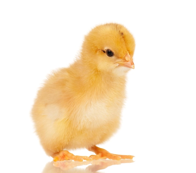 Nettes kleines Huhn lokalisiert auf weißem Hintergrund