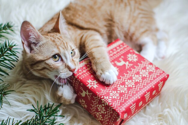 Nettes kleines Ingwerkätzchen, das in die weiche weiße Fauxpelzdecke hält rote Papiergeschenkbox Weinlese des Weihnachtsneuen Jahres legt