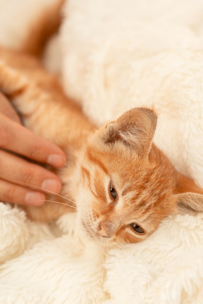 Nettes kleines inländisches rot gestreiftes Kätzchen schläft auf einer leichten Tagesdecke. Eine charmante Katze mit einer rosa Nase, die auf einer Decke ruht. Personenhand, die ein Kätzchen streichelt