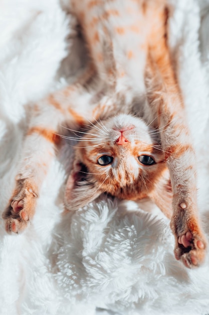 Nettes kleines inländisches rot gestreiftes Kätzchen schläft auf einer leichten Tagesdecke. Eine charmante Katze mit Pfoten auf einer Decke.