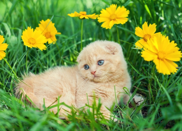 Nettes kleines Kätzchen, das in der Blumenwiese sitzt