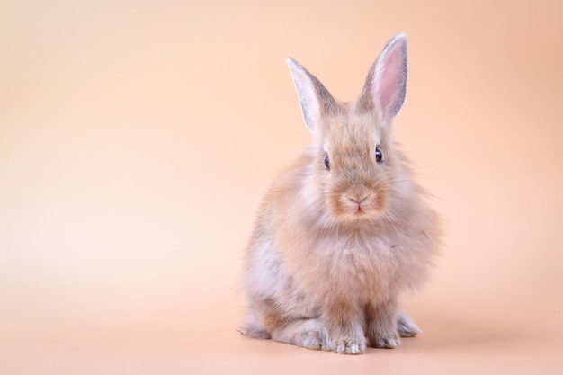 Nettes kleines Kaninchen, das auf einem orange Hintergrund steht