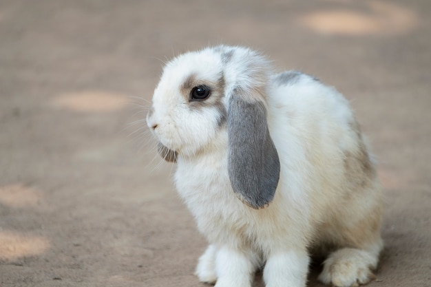 Nettes kleines Kaninchen