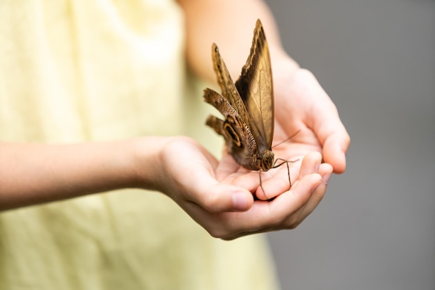 Nettes kleines Mädchen, das lebenden schönen Schmetterling auf ihrer Hand hält