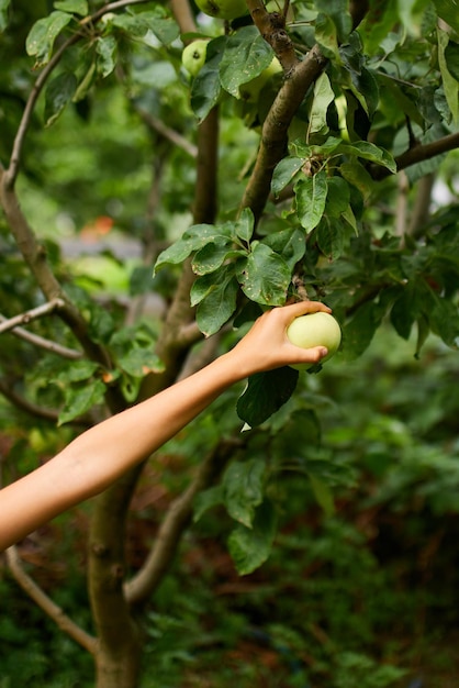 Nettes kleines Mädchen pflückt grünen Apfel vom Baum im Hausgarten im Freien