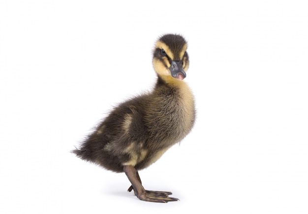 Nettes kleines neugeborenes flauschiges Entlein. Eine junge Ente lokalisiert auf einem weißen Hintergrund.