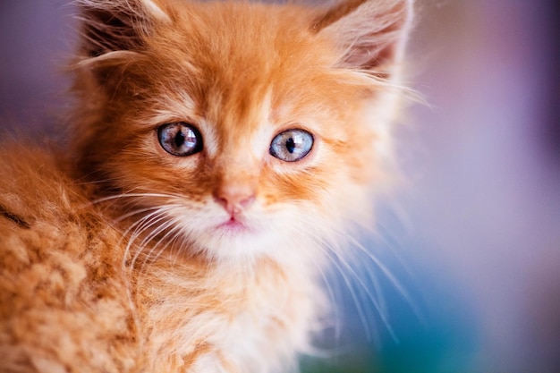Nettes kleines rotes Kätzchen mit erstaunlichen blauen Augen