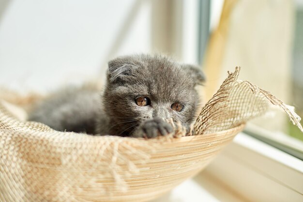 Nettes kleines schottisches britisches graues Kätzchen auf dem Korb zu Hause lustige Katze